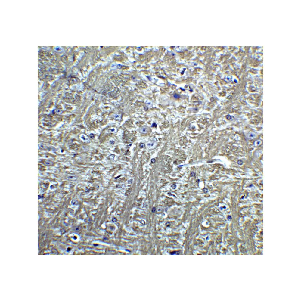 ProSci 3583_S T-cadherin Antibody, ProSci, 0.02 mg/Unit Quaternary Image