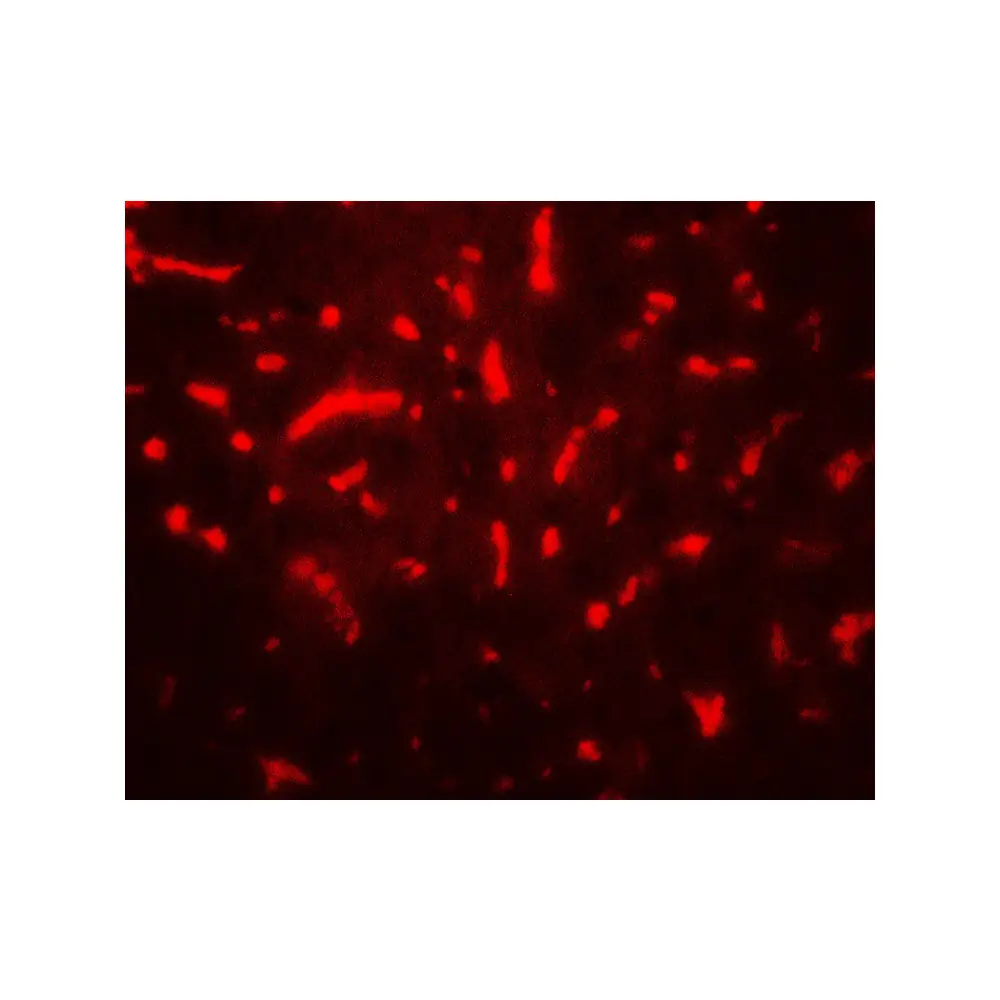 ProSci 7719_S TAF9 Antibody, ProSci, 0.02 mg/Unit Tertiary Image