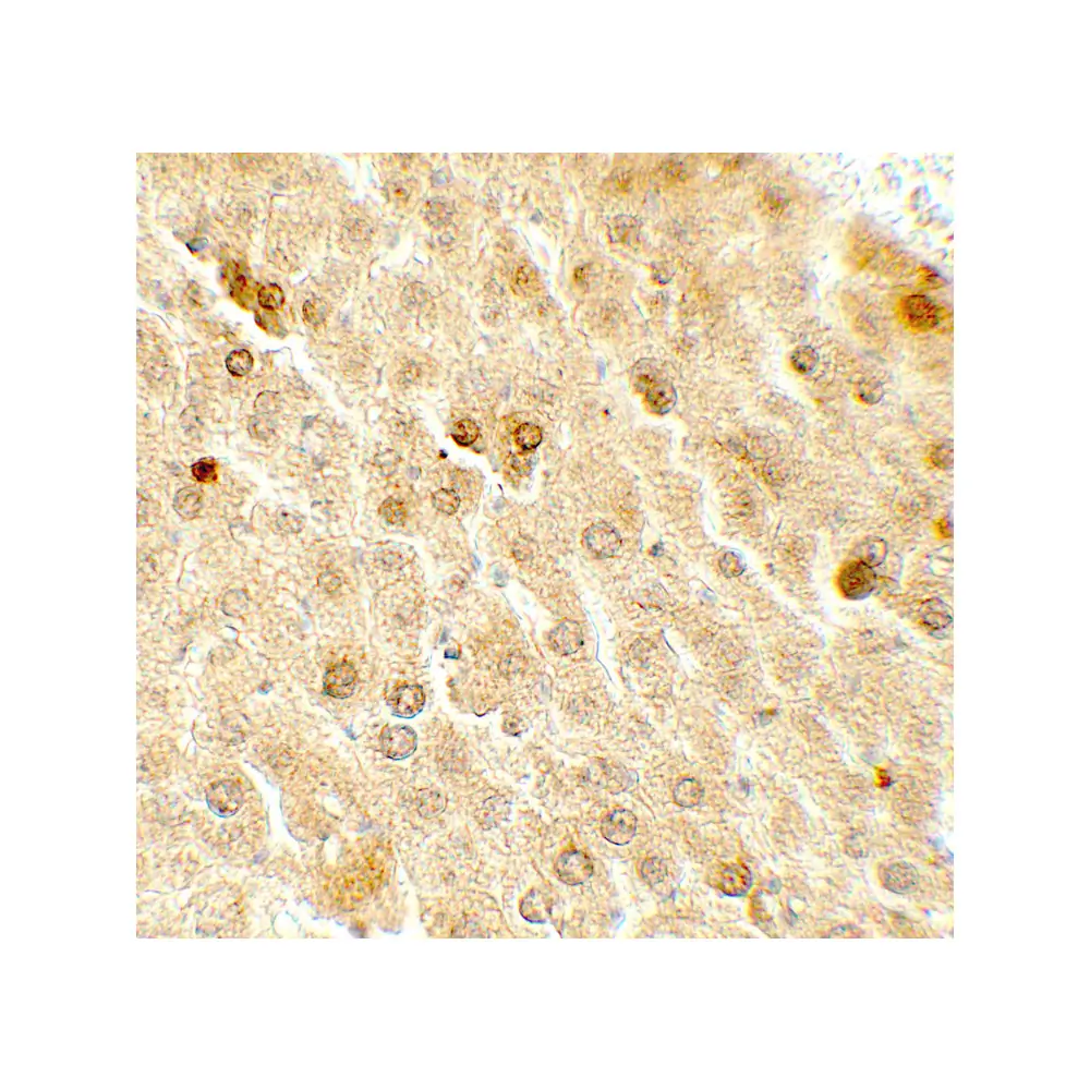 ProSci 7719_S TAF9 Antibody, ProSci, 0.02 mg/Unit Secondary Image