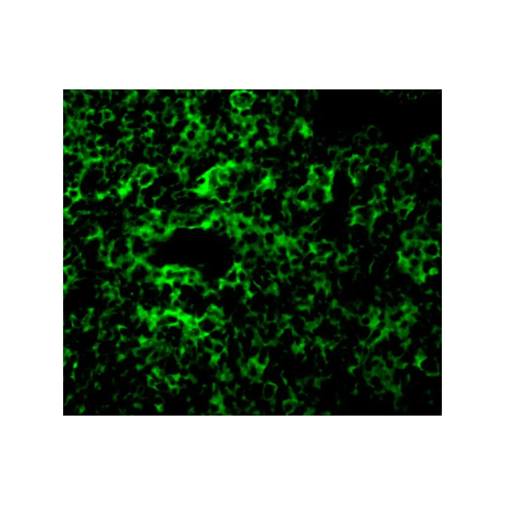 ProSci 3385_S TAK1 Antibody, ProSci, 0.02 mg/Unit Secondary Image