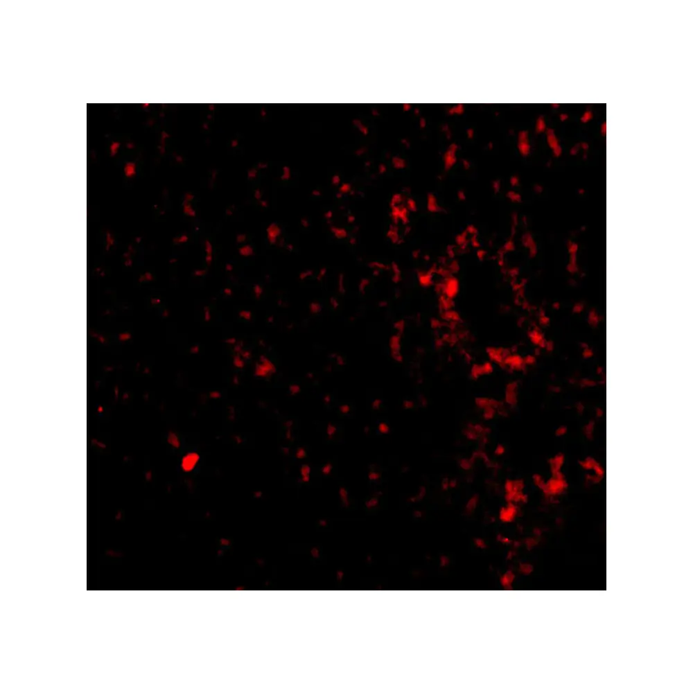 ProSci 4341 TEM7 Antibody, ProSci, 0.1 mg/Unit Tertiary Image