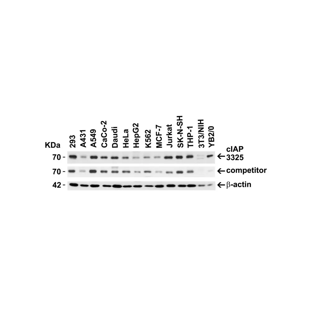 ProSci 3325_S cIAP Antibody, ProSci, 0.02 mg/Unit Secondary Image