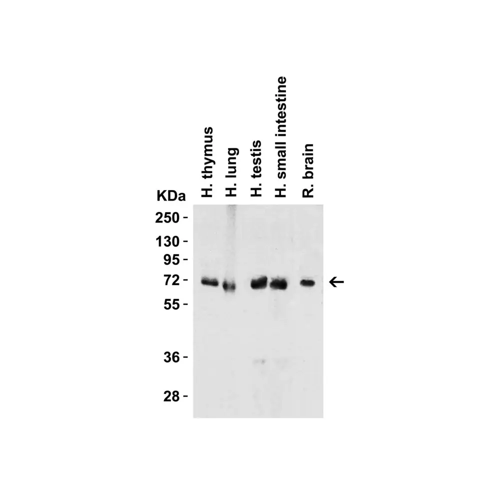 ProSci 3325_S cIAP Antibody, ProSci, 0.02 mg/Unit Quaternary Image