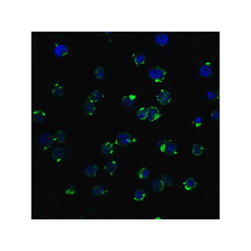 ProSci 8963 hRIP3 Antibody, ProSci, 0.1 mg/Unit Quaternary Image