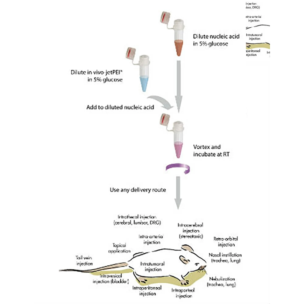 Polyplus-transfection 101000030 in vivo-jetPEI