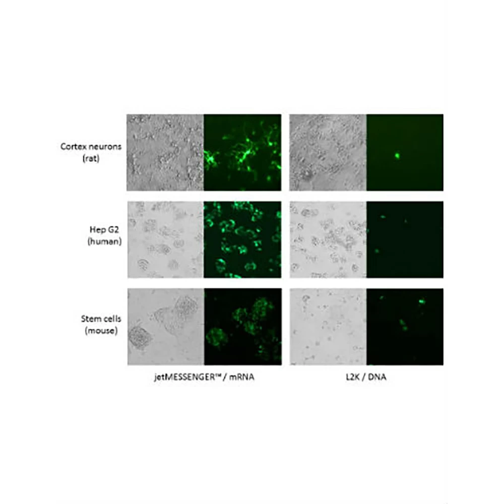 Polyplus-transfection 101000005 jetMESSENGER