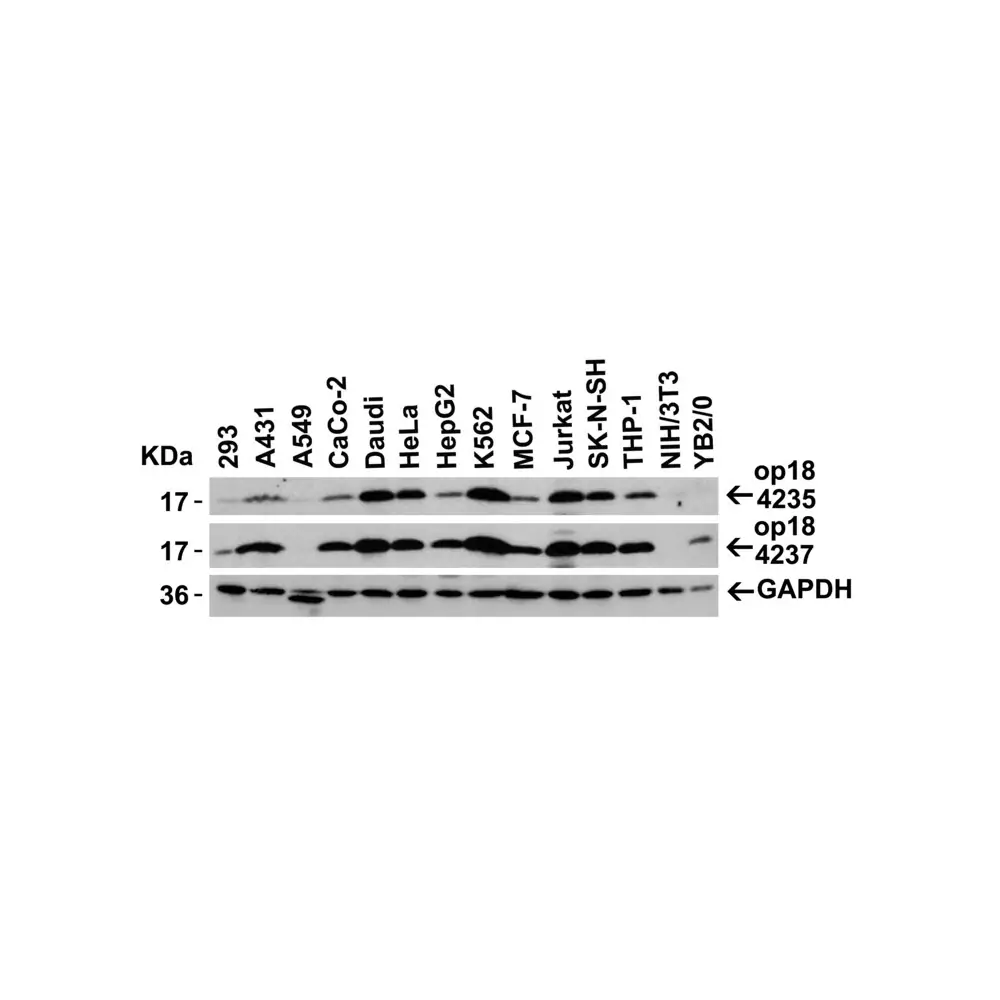 ProSci 4237_S op18 Antibody, ProSci, 0.02 mg/Unit Secondary Image