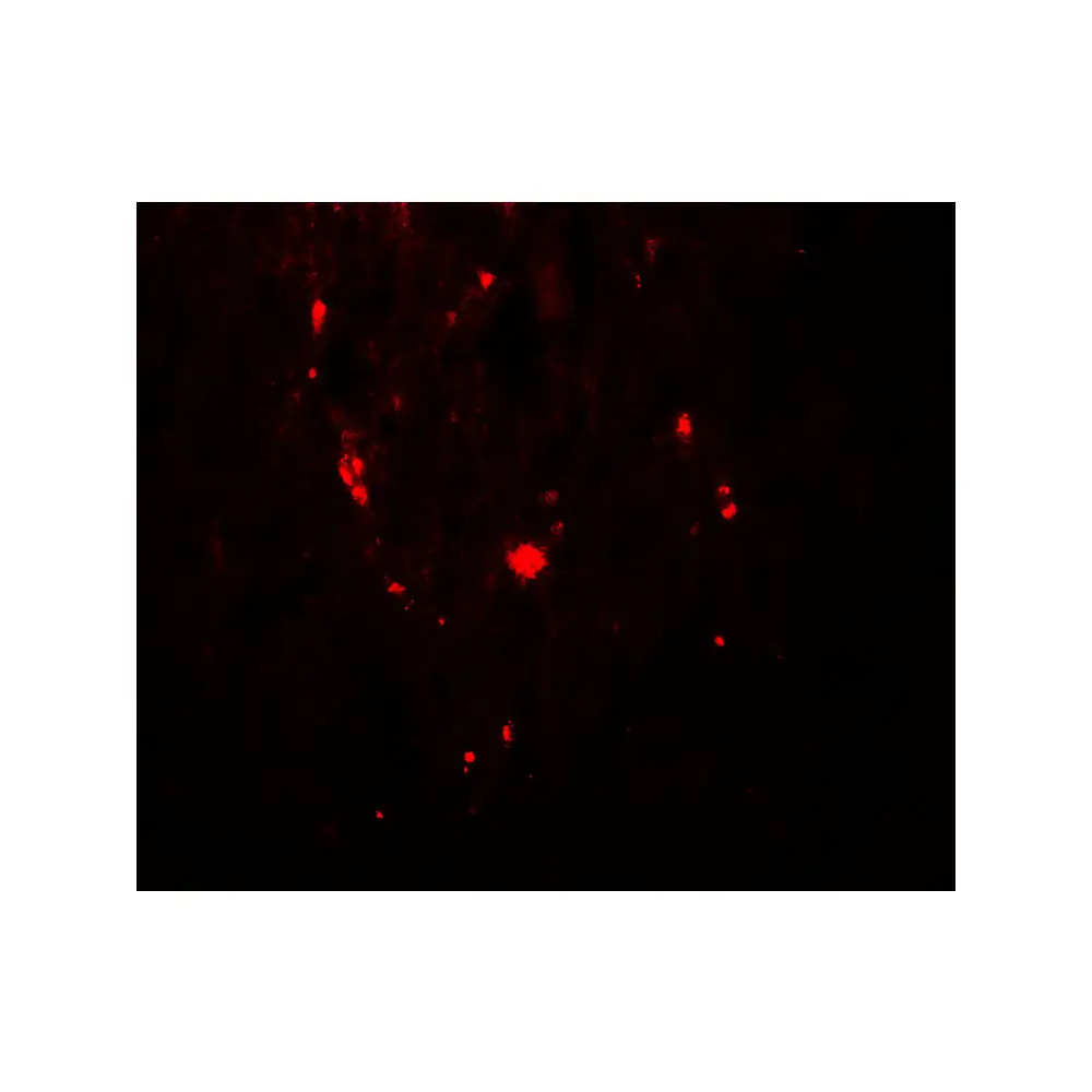 ProSci 8005 SAMHD1 (phospho Thr592) Antibody, ProSci, 0.1 mg/Unit Quaternary Image