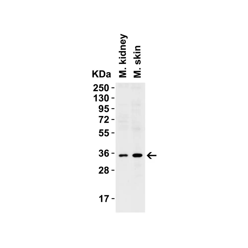 ProSci 3963 sRANK Ligand Antibody, ProSci, 0.1 mg/Unit Secondary Image